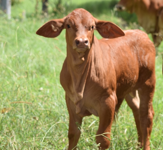 2 wk old Skye Wilfred Calf